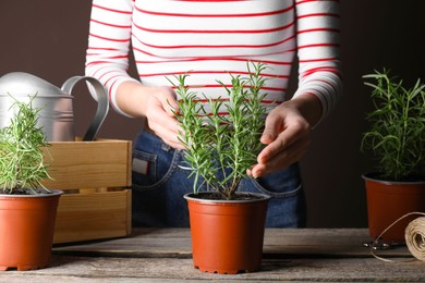 Photo of Woman taking care of potted rosemary plant at wooden table, closeup