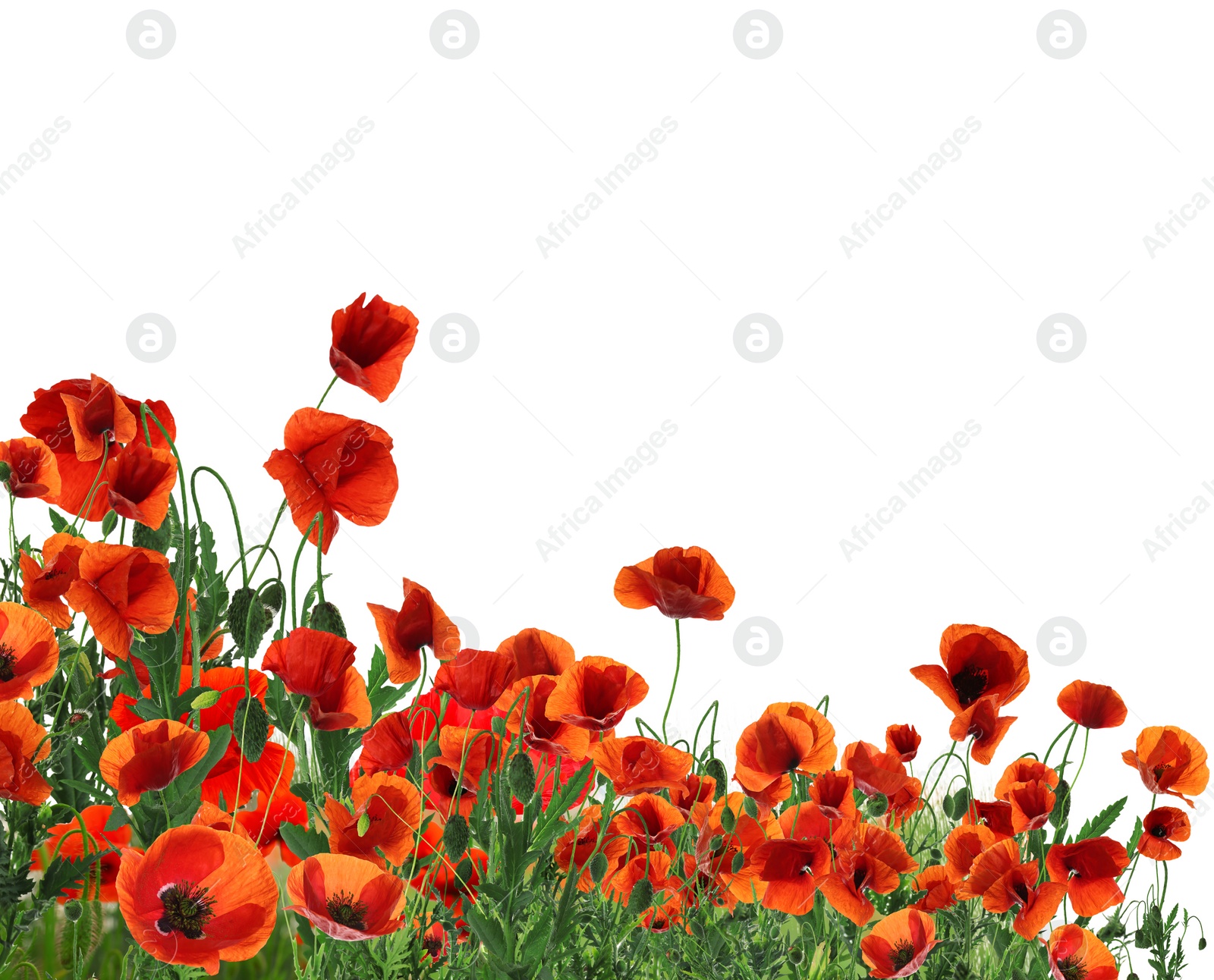 Image of Beautiful red poppy flowers on white background