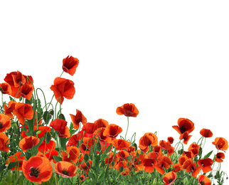 Image of Beautiful red poppy flowers on white background