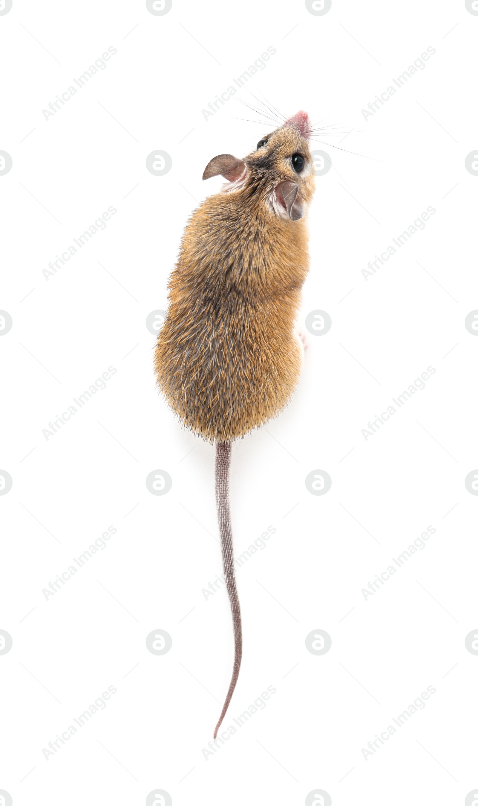 Photo of Small cute spiny mouse on white background