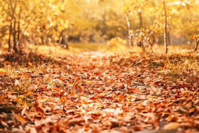 Photo of Beautiful autumn landscape with trees and dry leaves on ground