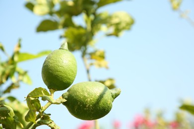 Unripe green lemons growing on tree outdoors, space for text. Citrus fruit