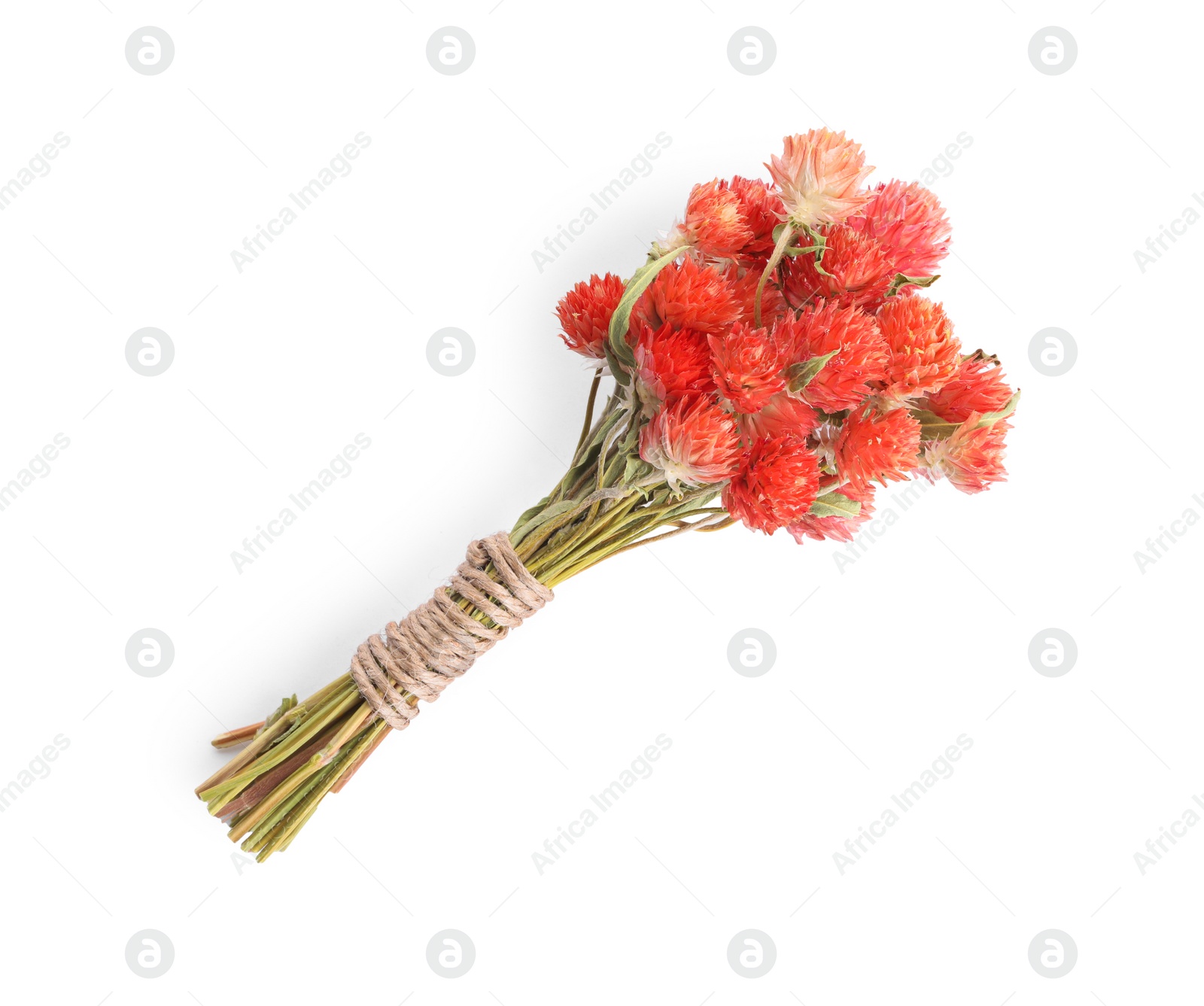 Photo of Bunch of dry gomphrena flowers isolated on white, top view