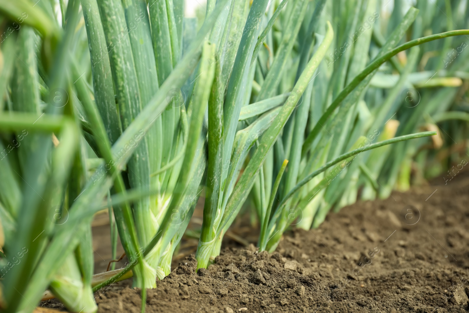 Photo of Many green onions growing in field. Harvest season