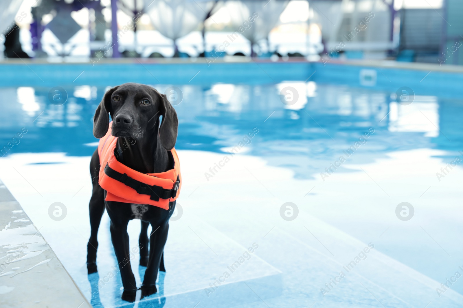 Photo of Dog rescuer wearing life vest in swimming pool outdoors