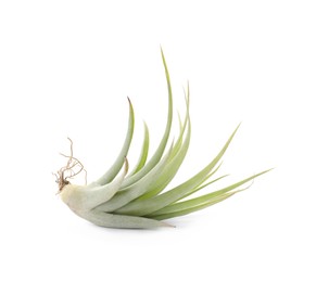 Beautiful tillandsia isolated on white. Exotic houseplant