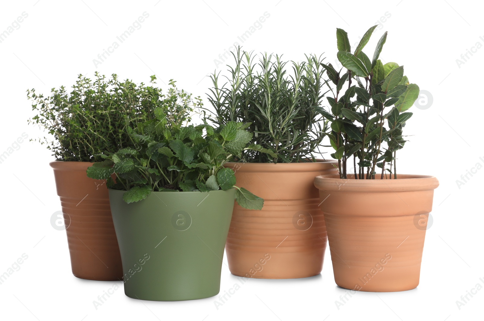 Photo of Pots with thyme, bay, mint and rosemary on white background