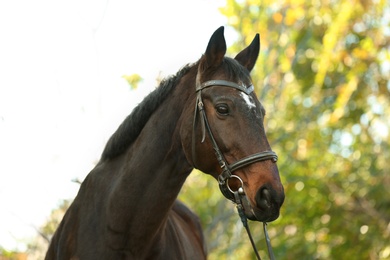 Photo of Beautiful brown horse in leather bridle outdoors