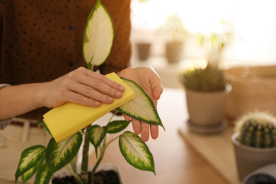 Photo of Young woman wiping Dieffenbachia plant at home, closeup. Engaging hobby