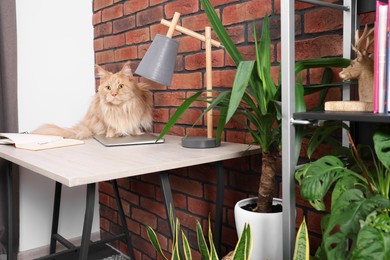 Photo of Beautiful cat sitting on desk near plants at home