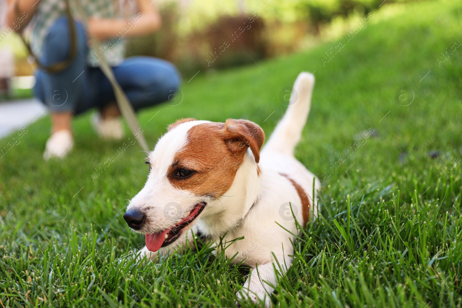 Photo of Adorable Jack Russell Terrier dog on green grass outdoors