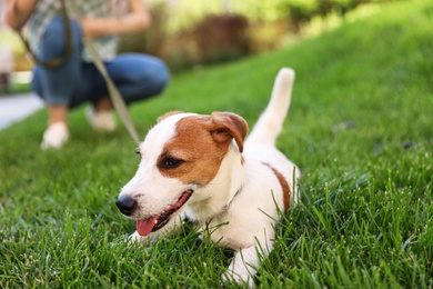 Adorable Jack Russell Terrier dog on green grass outdoors