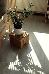 Beautiful green houseplant in stylish sunlit room