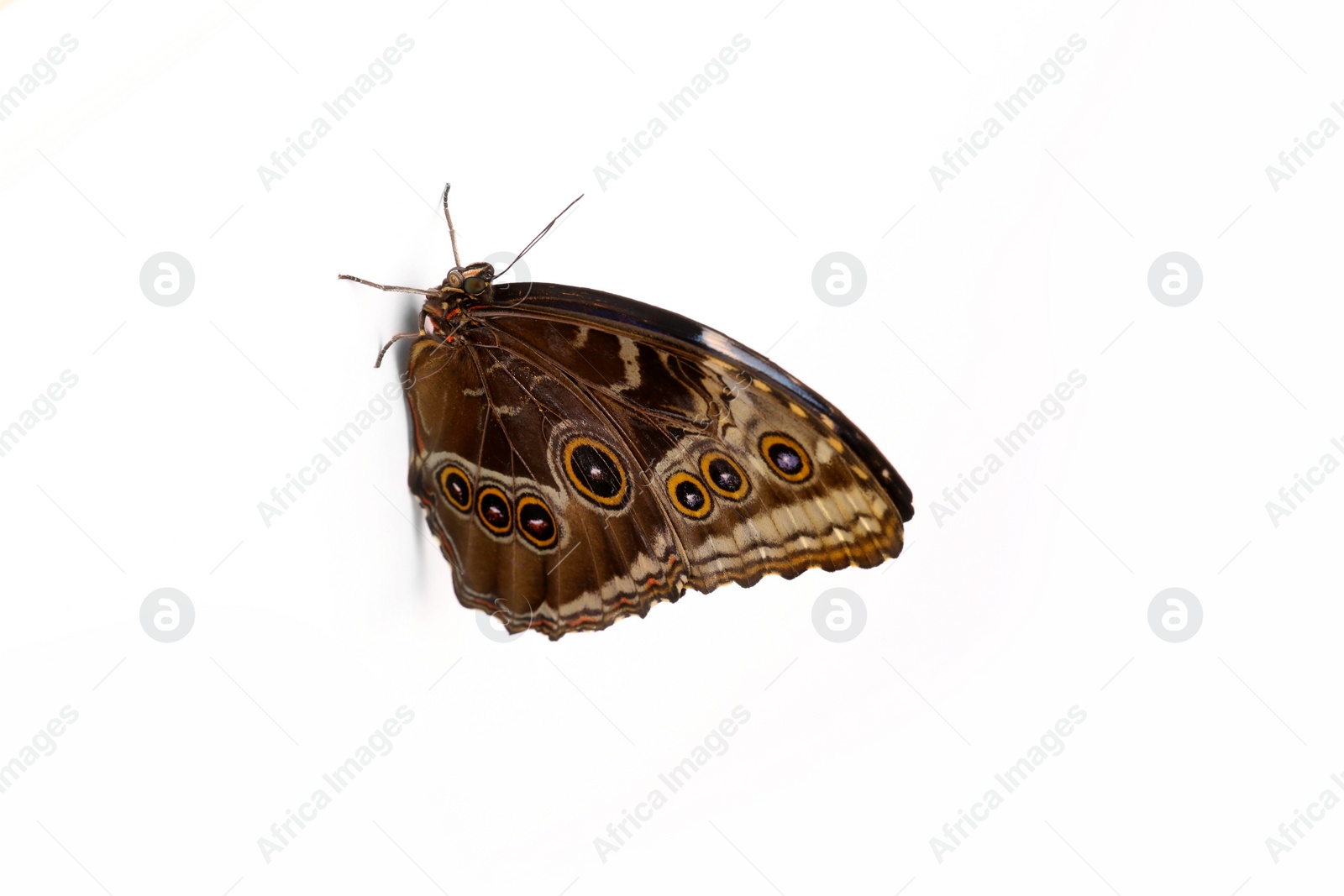 Photo of Beautiful Blue Morpho butterfly on white background