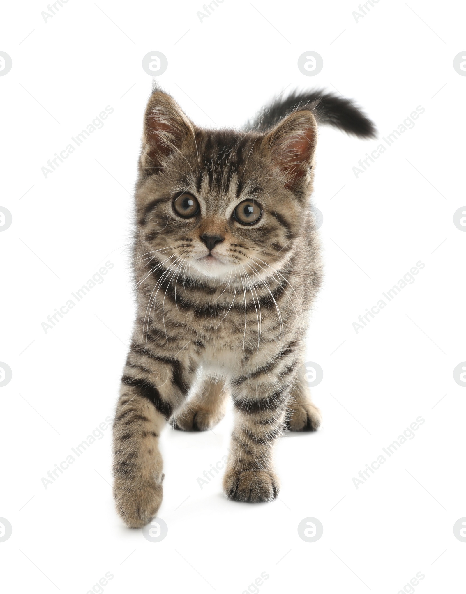 Photo of Cute tabby kitten on white background. Baby animal