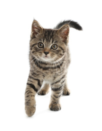 Photo of Cute tabby kitten on white background. Baby animal