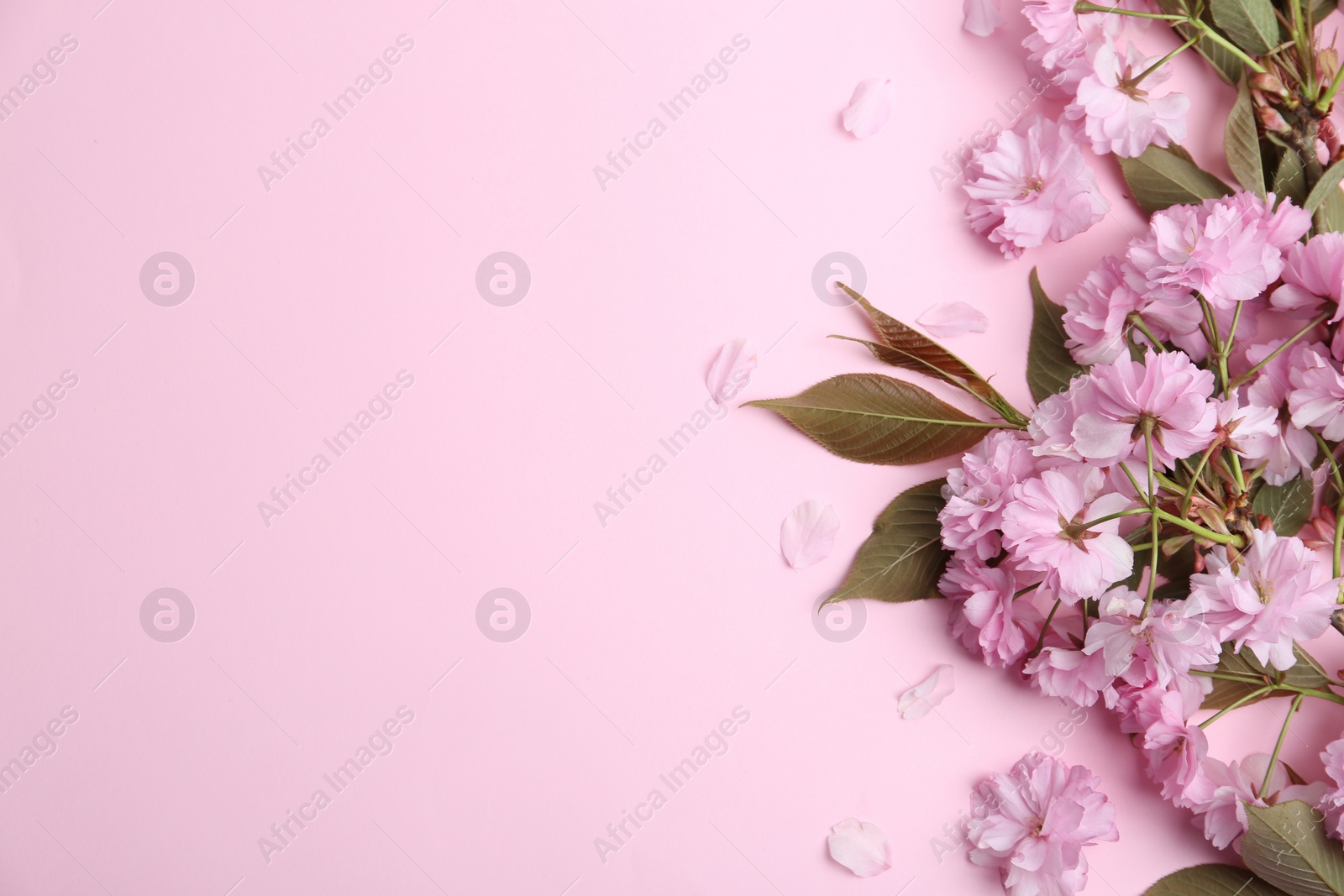 Photo of Sakura tree branch with beautiful blossom on pink background, space for text. Japanese cherry