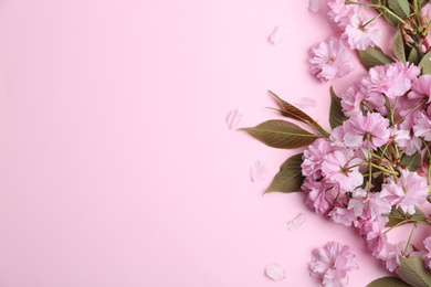 Photo of Sakura tree branch with beautiful blossom on pink background, space for text. Japanese cherry