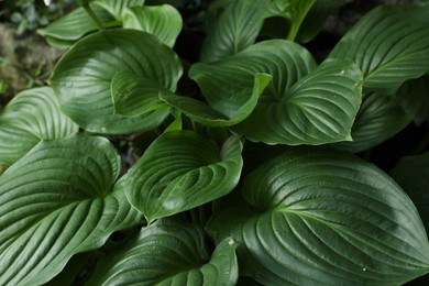 Photo of Beautiful hosta plantaginea with green leaves in garden