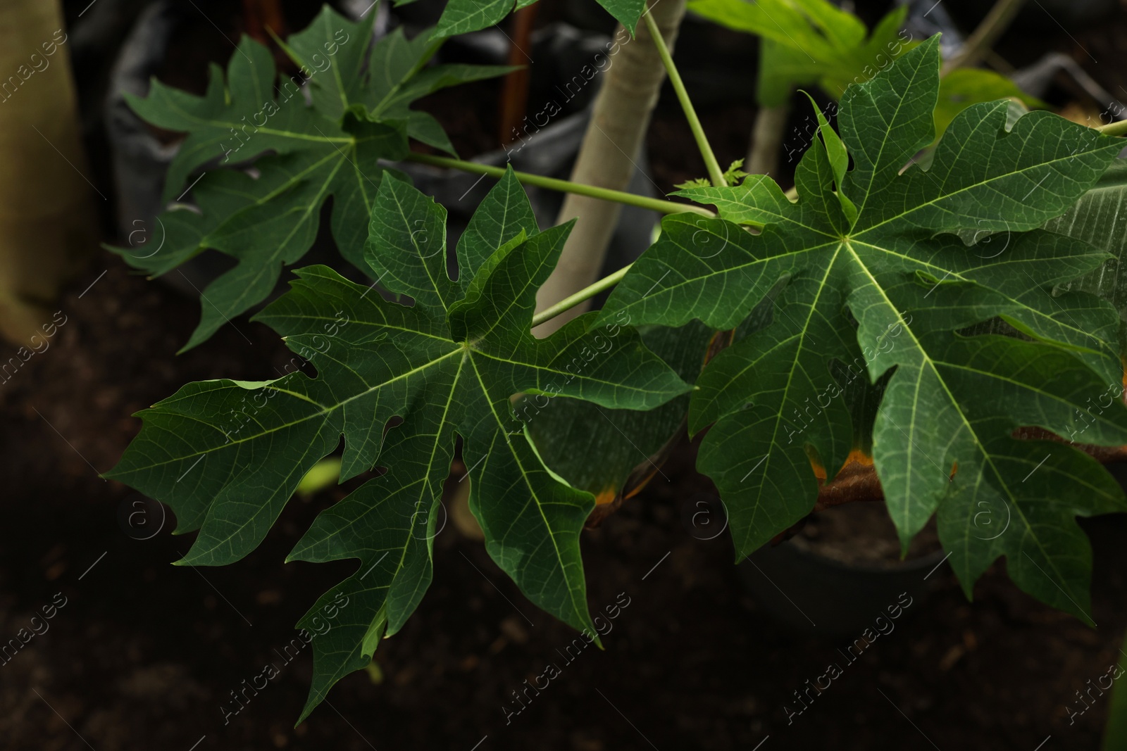 Photo of Papaya tree with beautiful leaves growing in greenhouse