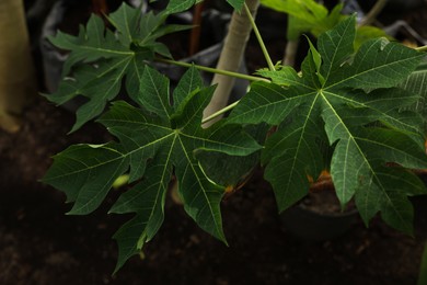 Photo of Papaya tree with beautiful leaves growing in greenhouse