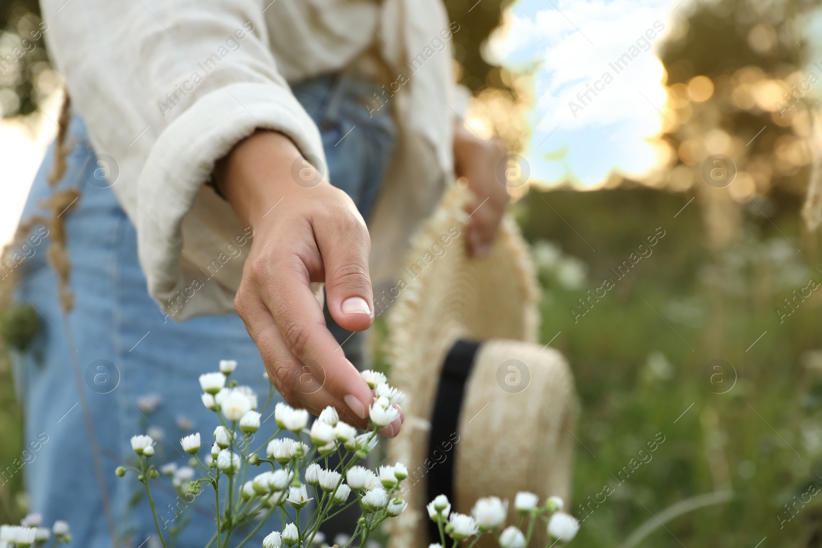 Photo of Woman walking through meadow and touching beautiful white flowers outdoors, closeup. Space for text