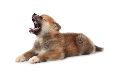 Adorable Akita Inu puppy on white background