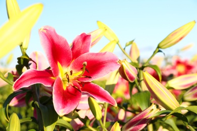 Beautiful bright pink lilies growing at flower field, closeup