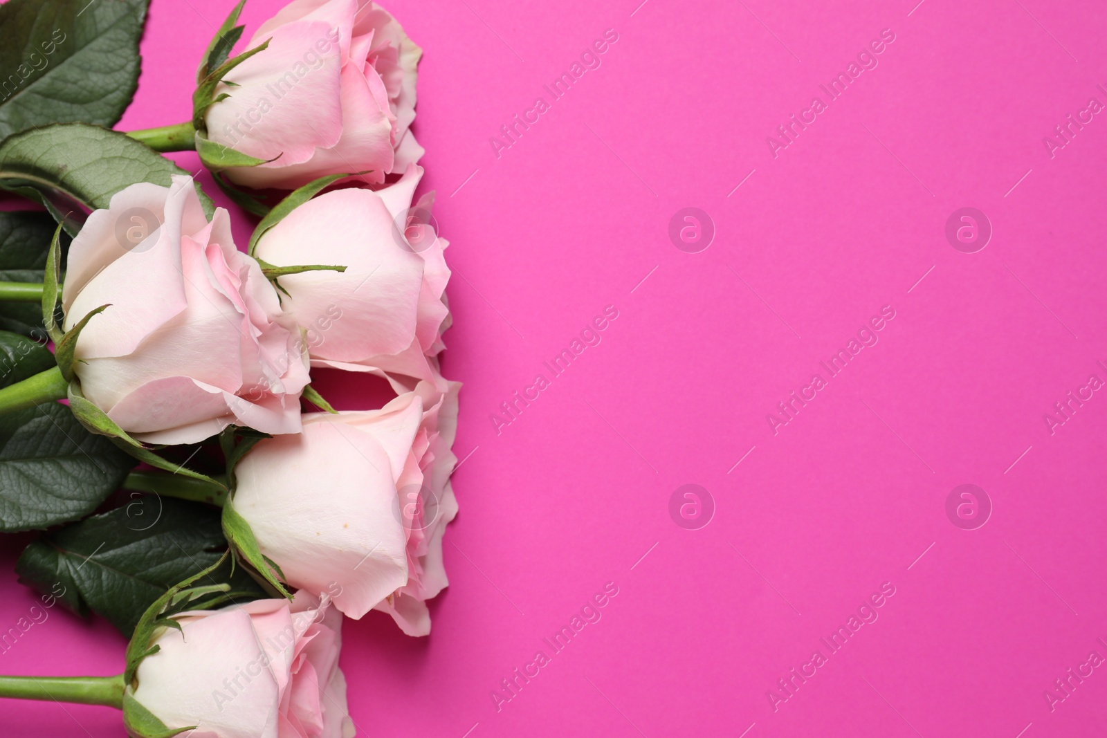 Photo of Beautiful roses on pink background, top view. Space for text