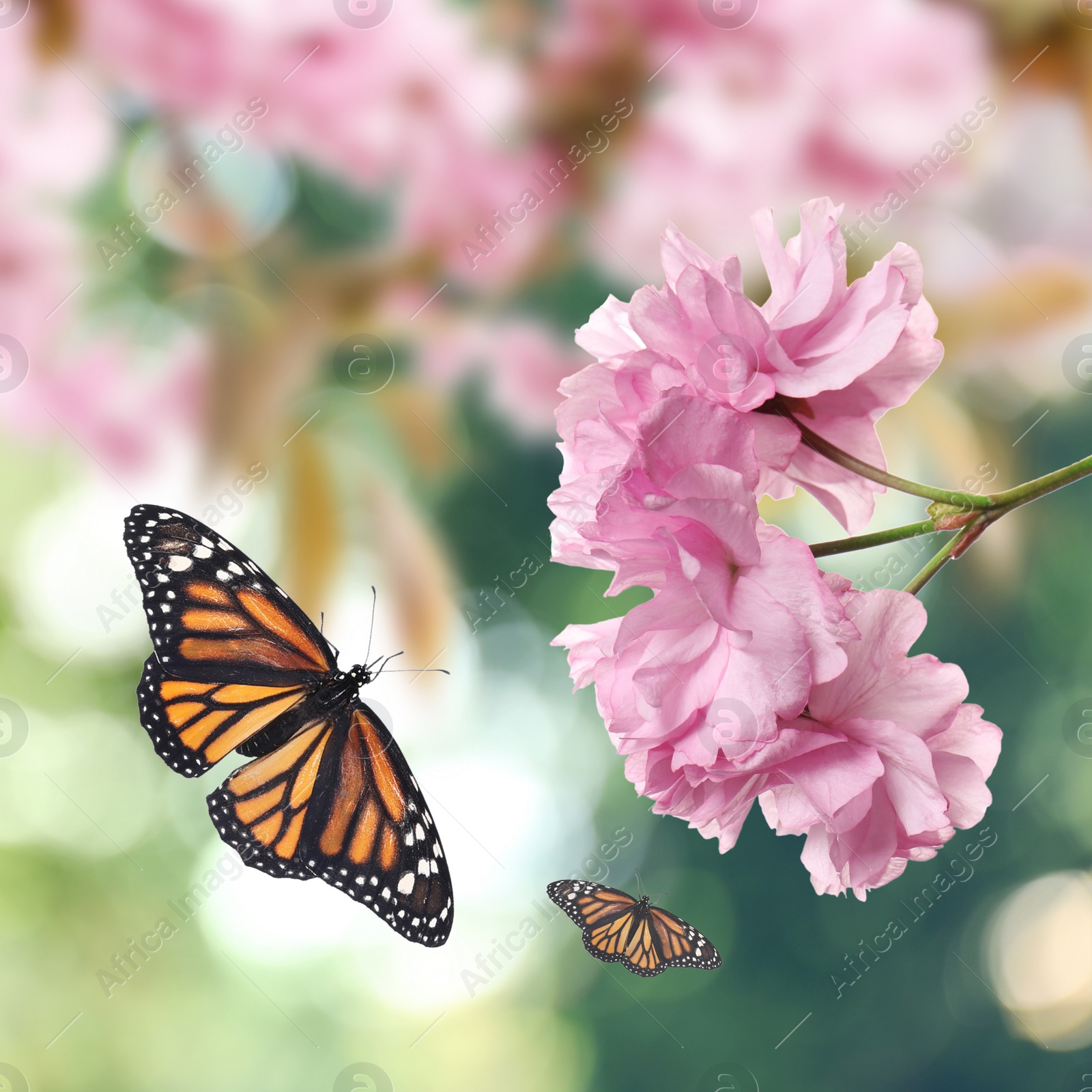 Image of Beautiful pink sakura flowers and flying butterflies outdoors 