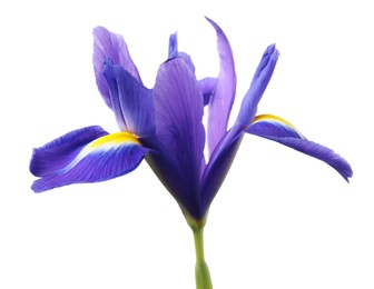 Beautiful violet iris flower isolated on white