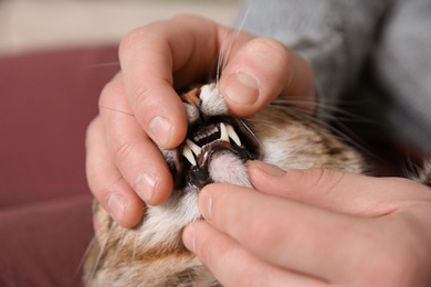 Photo of Man checking cat's teeth indoors, closeup. Pet care