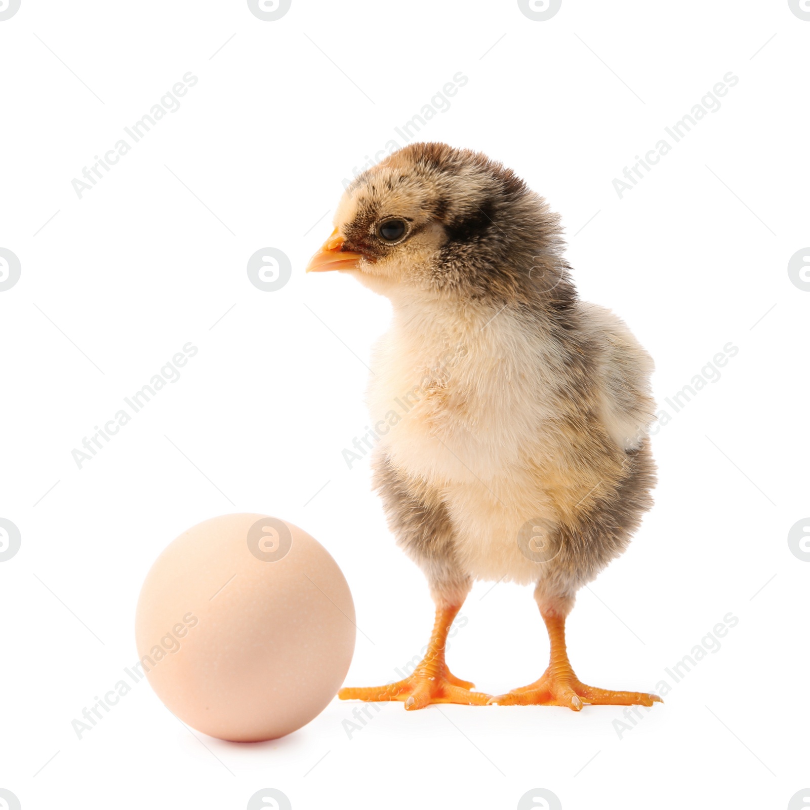 Photo of Cute chick and egg isolated on white. Baby animal