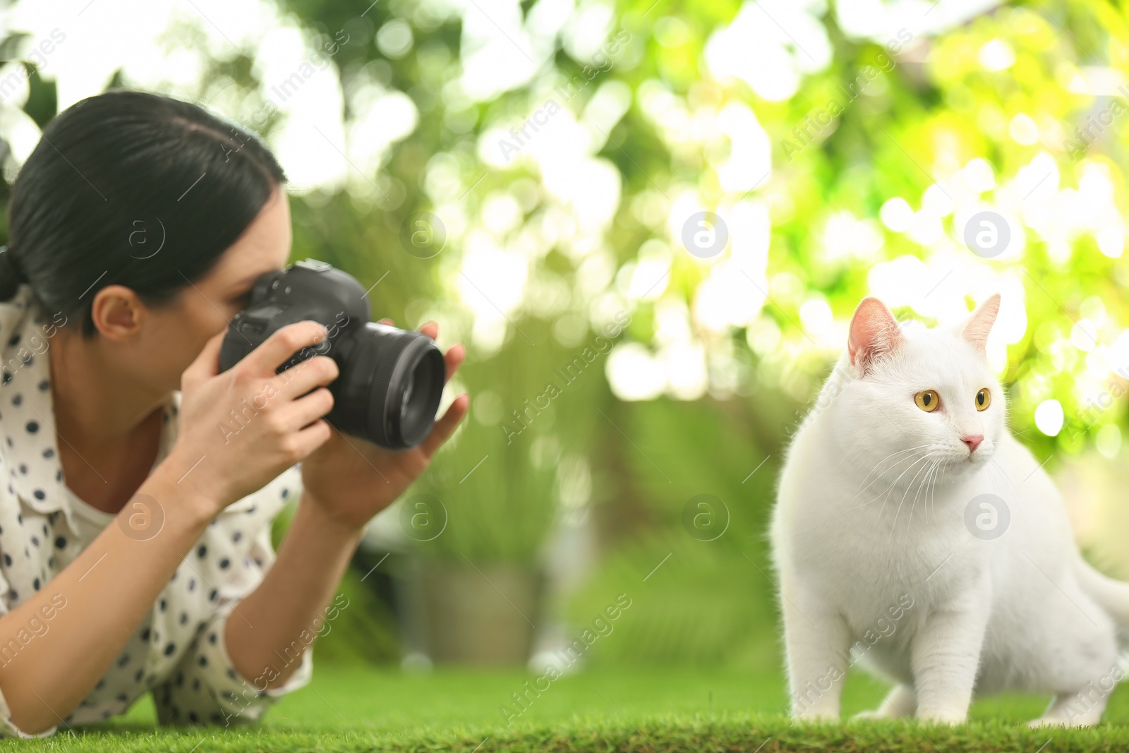 Photo of Professional animal photographer taking picture of beautiful white cat outdoors