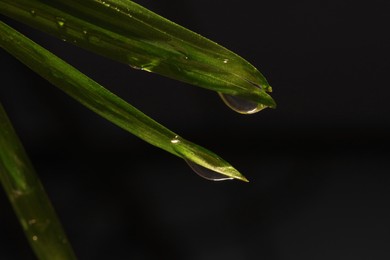 Photo of Green leaves with water drops on black background, macro view