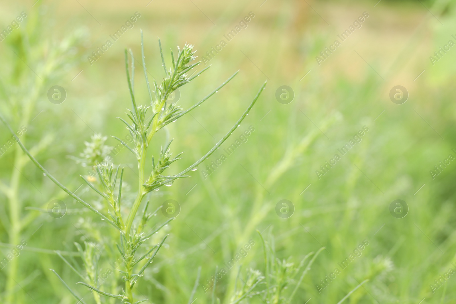 Photo of Green plant with water drops outdoors, closeup. Rainy weather