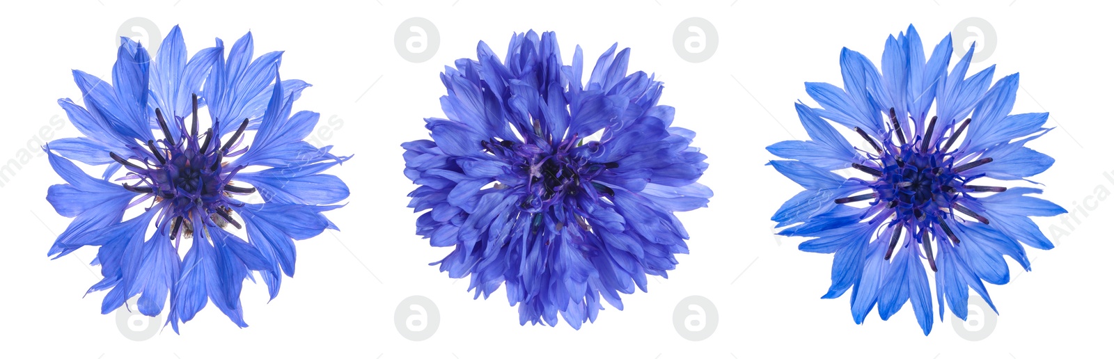 Image of Set with beautiful blue cornflowers on white background. Banner design