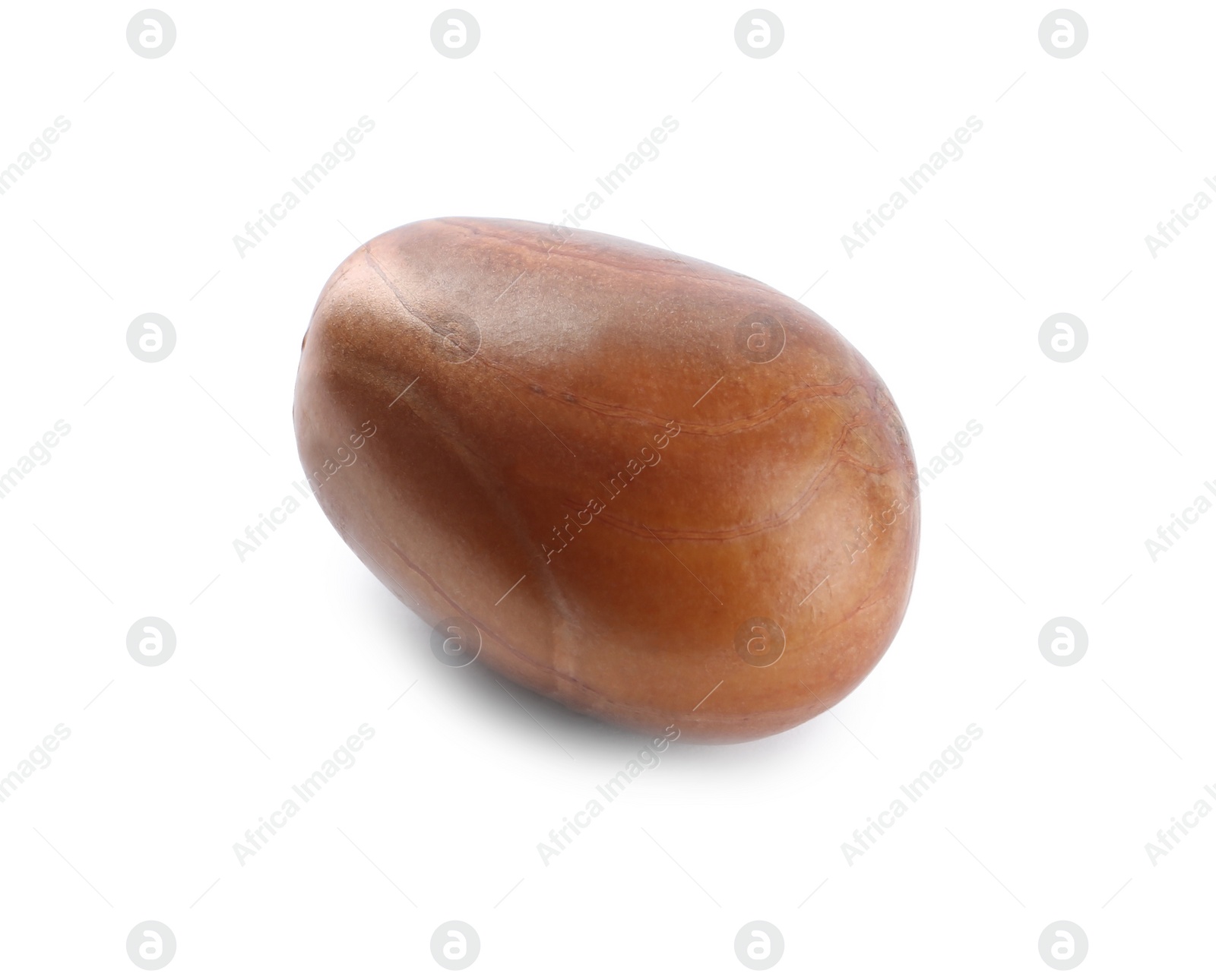 Photo of Fresh raw jackfruit seed isolated on white