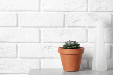 Beautiful succulent and spray bottle on grey stone table near brick wall, space for text. Home plant