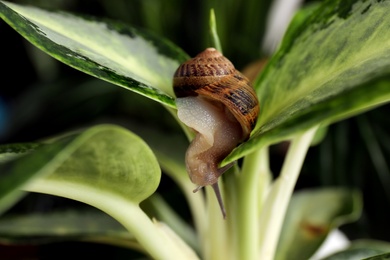 Common garden snail crawling on table, closeup