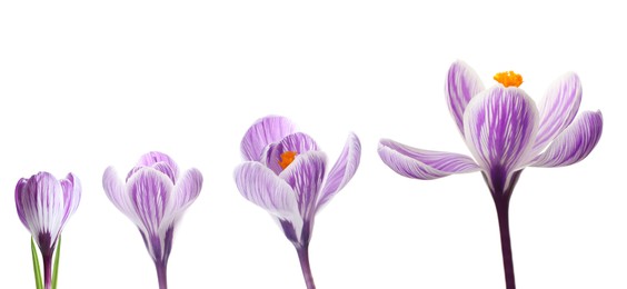 Image of Beautiful spring crocus flowers on white background, banner design. Stages of growth