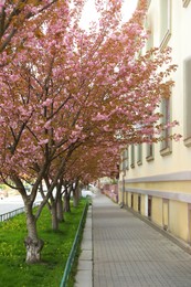 Photo of Beautiful blooming sakura trees on spring day outdoors