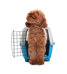 Travel with pet. Cute dog in carrier on white background