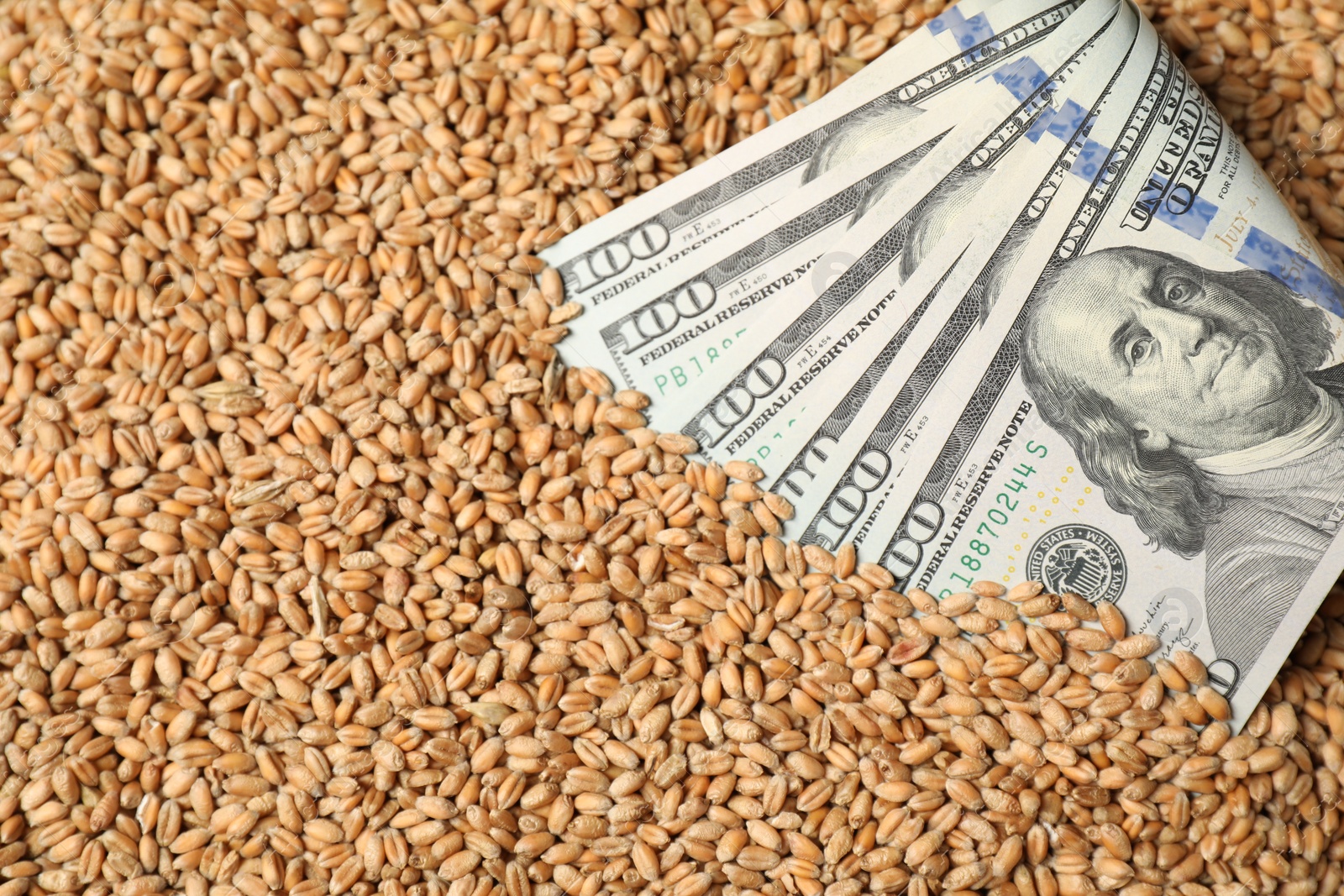 Photo of Dollar banknotes on wheat grains, closeup. Agricultural business