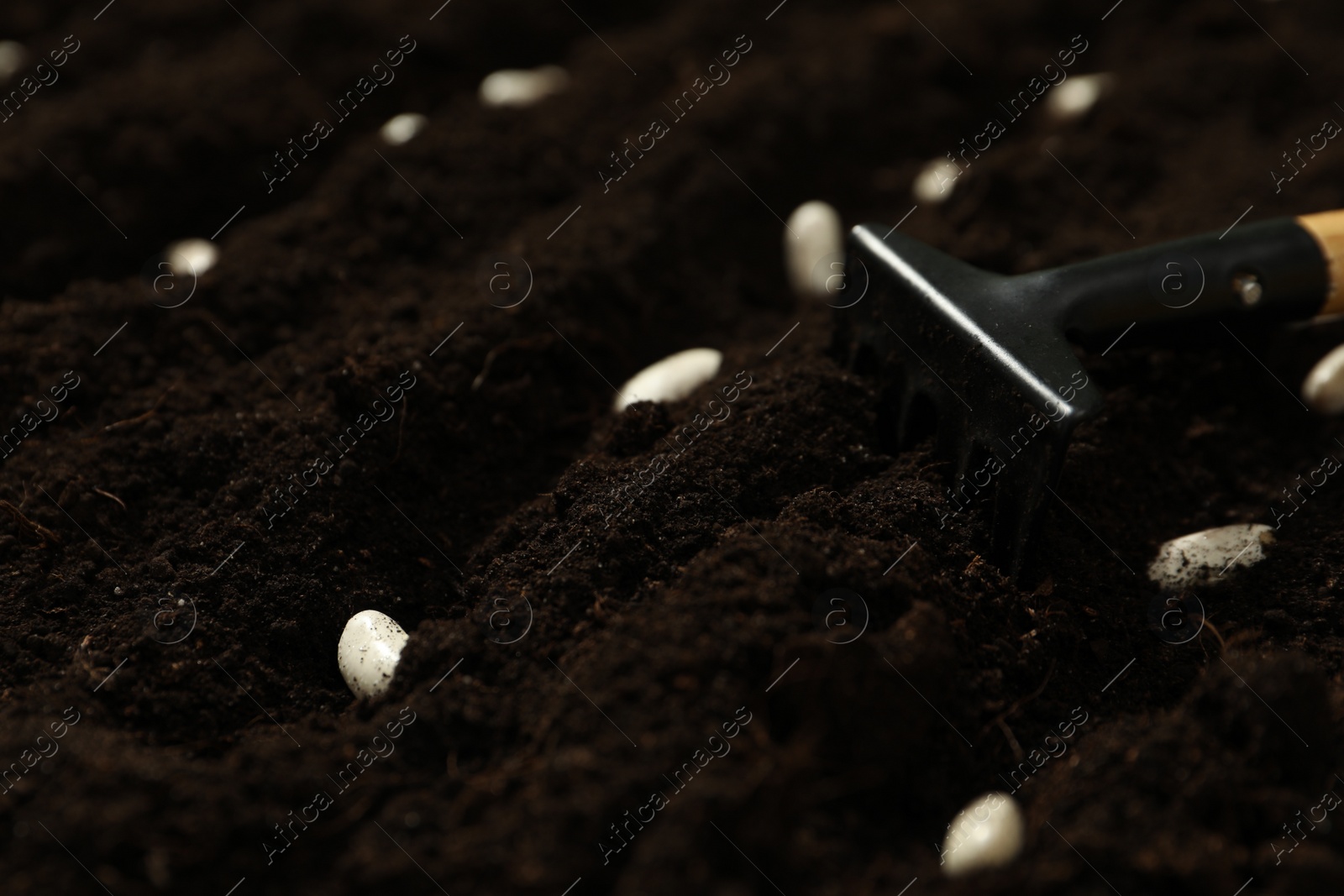 Photo of White beans and rake on fertile soil, closeup. Vegetable seeds