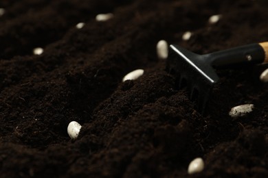 White beans and rake on fertile soil, closeup. Vegetable seeds