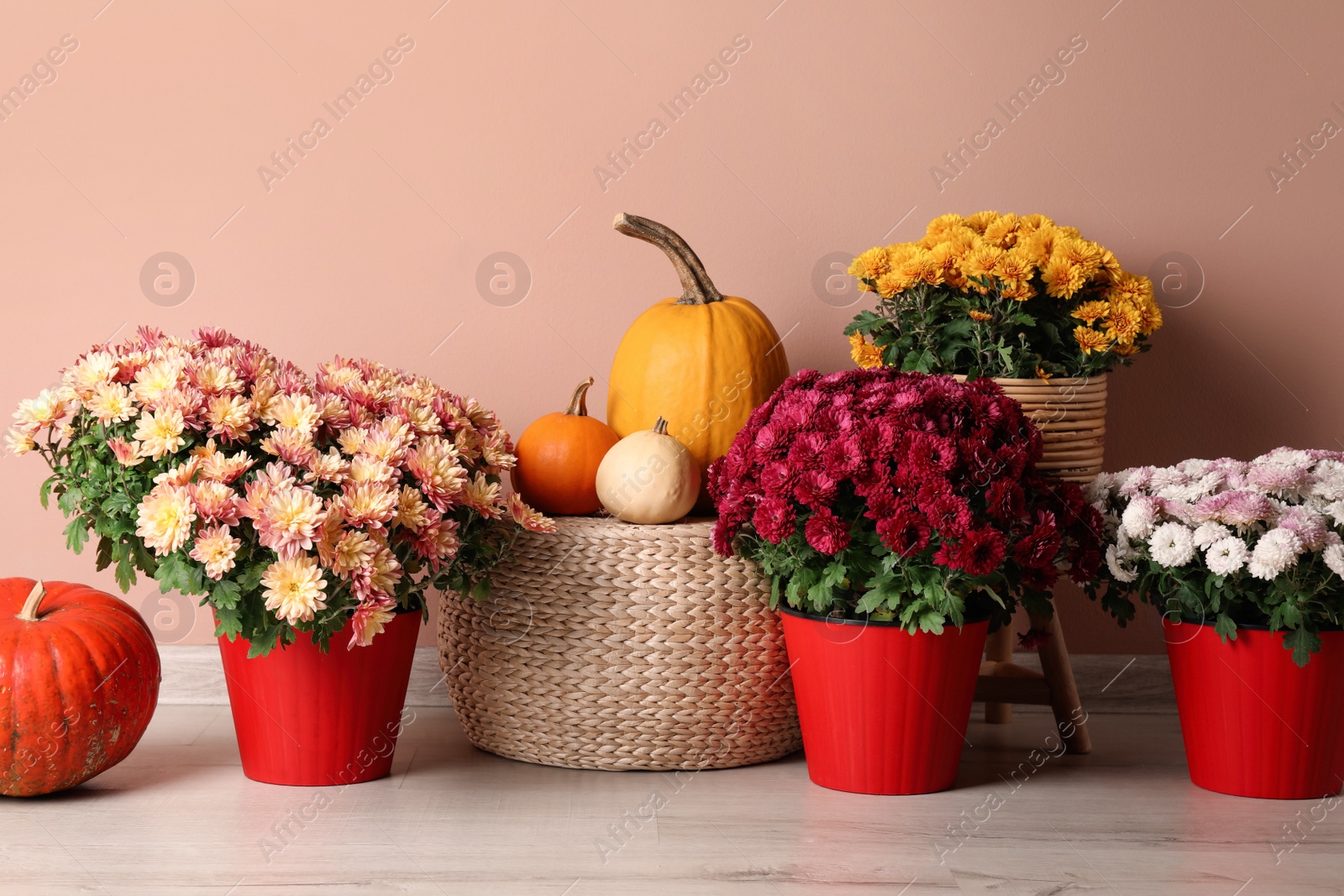 Photo of Beautiful potted fresh chrysanthemum flowers and pumpkins near pale pink wall