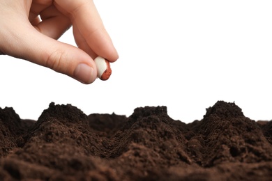 Photo of Woman putting bean into fertile soil against white background, closeup. Vegetable seed planting