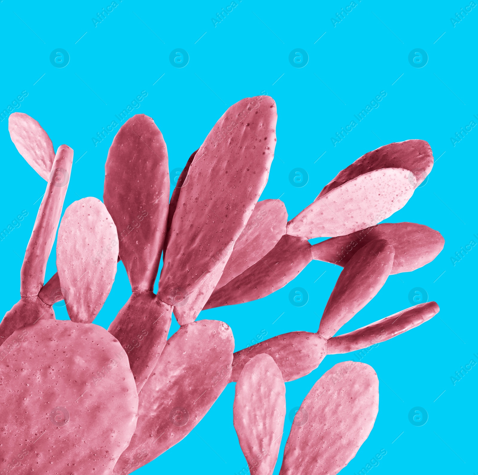 Image of Pink cactus on light blue background. Creative design