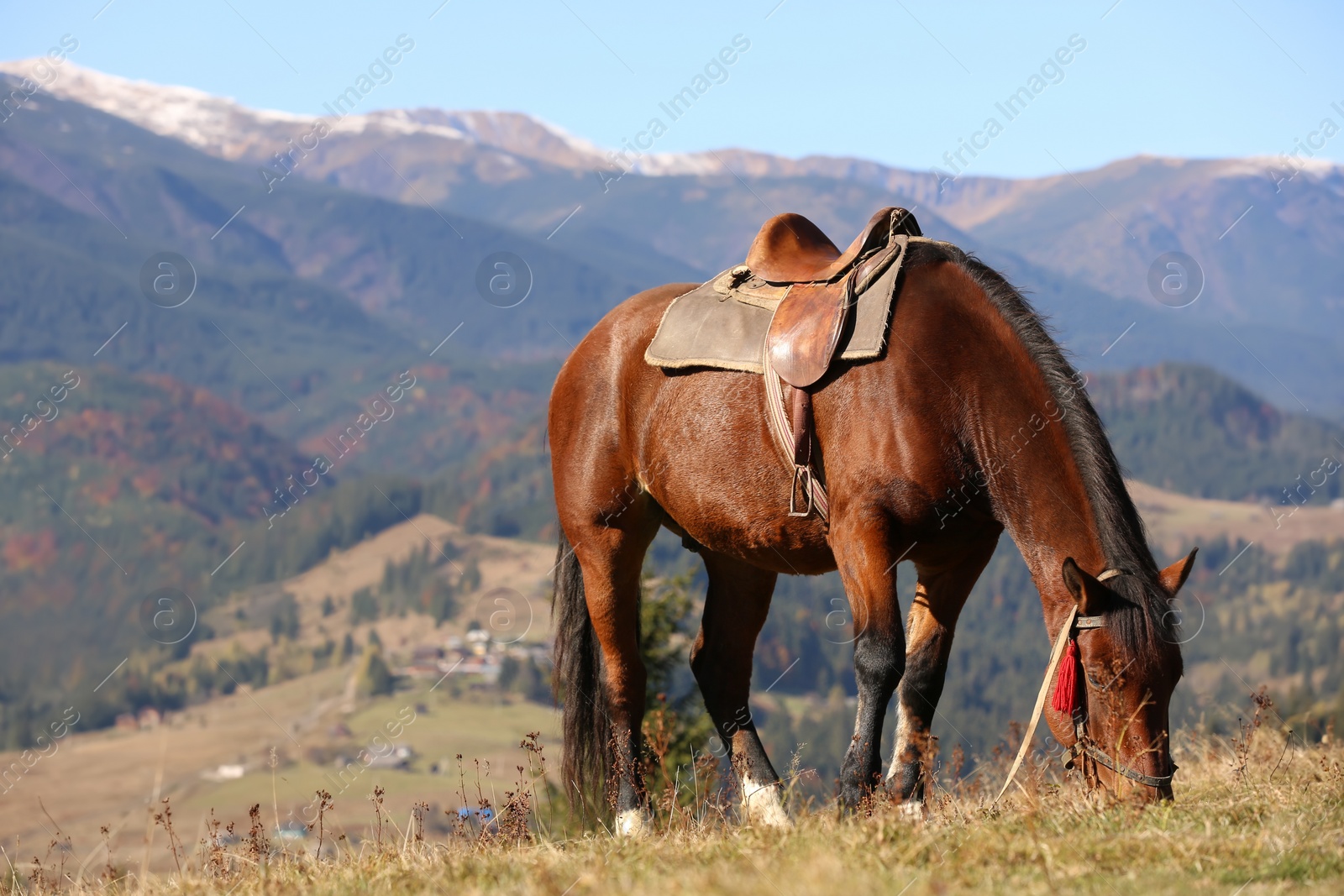 Photo of Beautiful horse grazing on pasture in mountains. Lovely pet